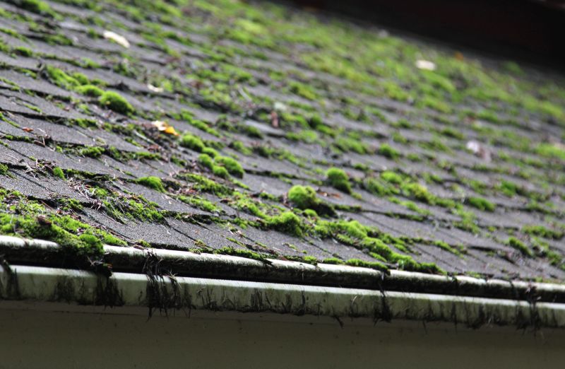 Roof with Moss and Algae
